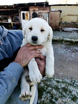 Predám Šteniatka - 3