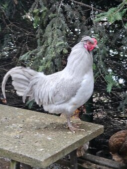 Araucana lavender - 3