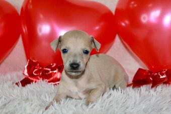 Taliansky chrtík - 3