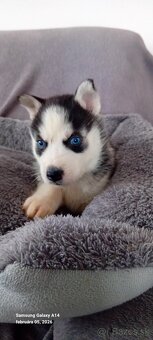 Sibirsky husky steniatka - 3