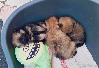 PREDAJ ŠTENIATOK - 3