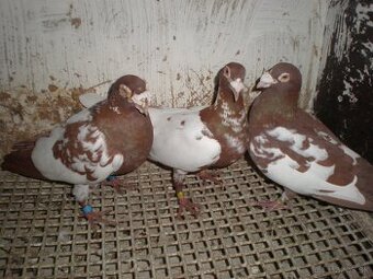 Poštové holuby Meulemans - 3