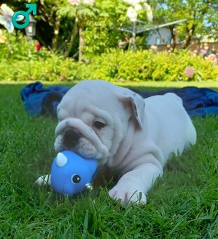 Anglický buldog s PP - 3