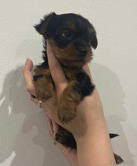 Yorkshirsky terrier, yorkie, york - 3