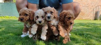 Maltipoo - 3