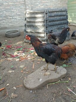 Araucana - 3