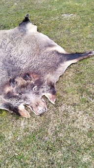 Predám vypracovanu kožu zlatého diviaka parožie zhody trofej - 3