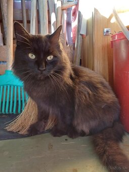 Darujeme kocúra - 3