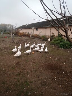 Kačica pyžmová, indický bežec, kačica diva - 3