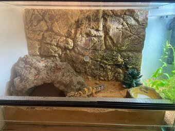 Gekončík nočný. Gekon - 3