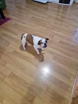 Francuzky buldocek - 3