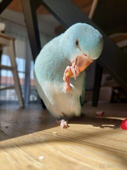 Alexander malý , aratinga slnečná KROTKY - 3