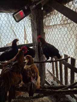 Predam mladych kohutov - 3