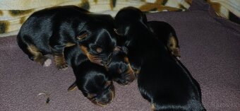 Yorkshire terrier - 3