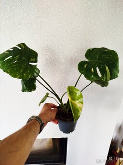 Monstera Thai Constellation - Thajka - 3