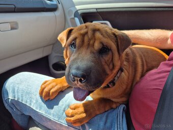 ▶️ SHAR-PEI - 3