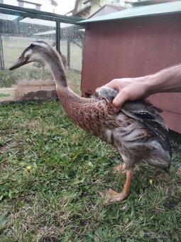 Indicky bezec - 3