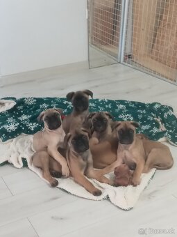 Bulmastif šteniatka🥰 - 3