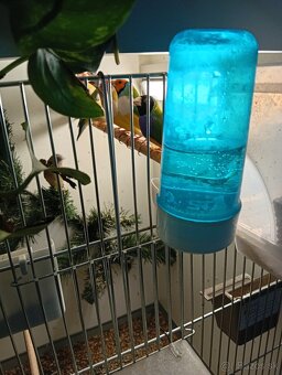 Amadina gouldova, drobotina - 3