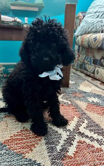 Pudel trpasličí - 3