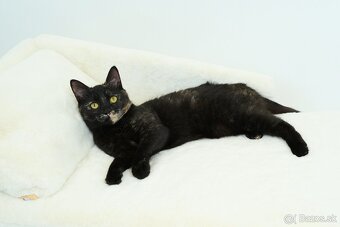 Malá mačička AGÁTKA hľadá domov - 3