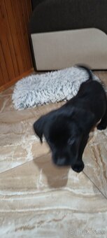 Šteniatko labradora - 3