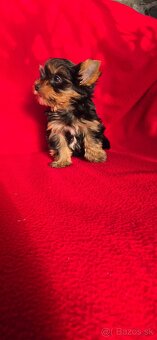 Yorkshirsky terier - 3