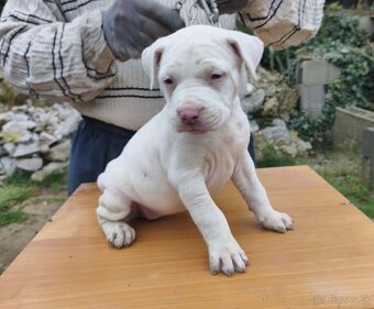 American Bully - 3