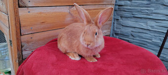 Predám samca burgundskeho králika - 3