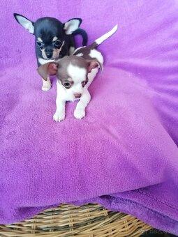 Čivava krátkosrstá - 3