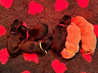 Labrador retriever - 3