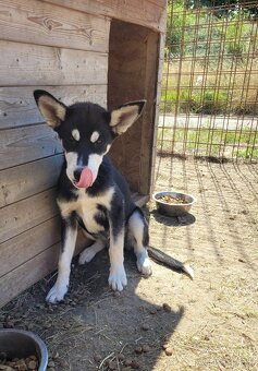 Šteniatka na adopciu - 3