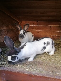 NOS - nemecký obrovitý strakač - 3