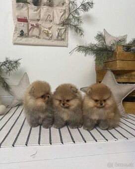 Pomeranian mini - 3
