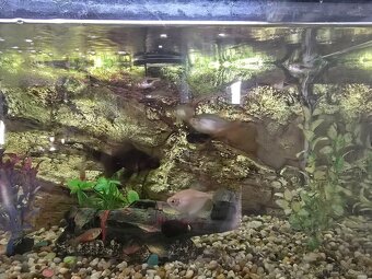 🐠 Predám akvárium so stolíkom a rybičkami – 80 € - 3