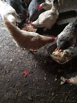 Predam 3 kohutov - 3