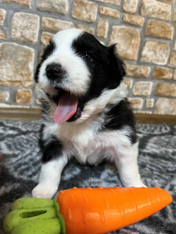 Border kólia s PP - 3