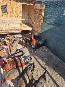 Násadové vajíčka - 3