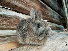 Zakrslé králiky-zajačiky - 3