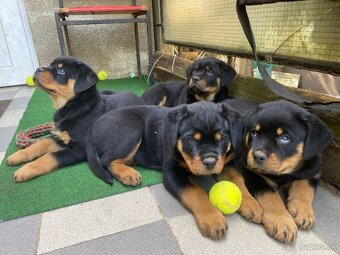 rottweiler - 3
