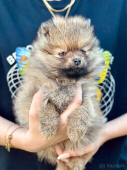 Pomeranian trpazlici spic - 3