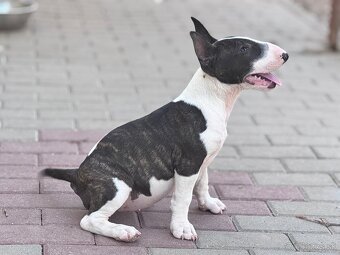 Miniatúrny bullterrier/ bullterier/bulterier - 3