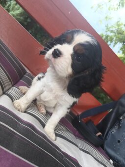 Cavalier king charles spaniel - 3