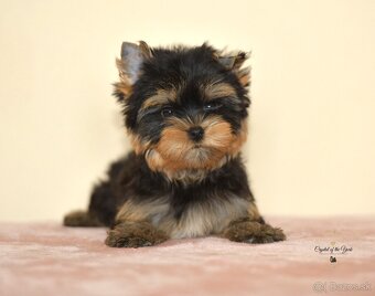 YORKSHIRE TERRIER s PP rodokmenom - yorkshirsky terier - 3