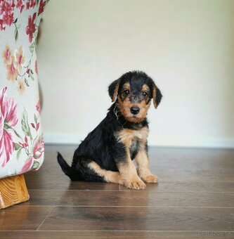 Airedale teriér / Erdelterier - šteniatka s PP - 3