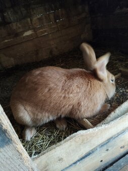 Burgundsky kralik. - 3