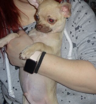 čivava krátkosrstá - 3