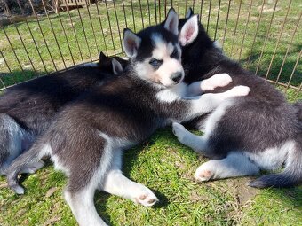 Sibírsky husky, hasky šteniatka - 3