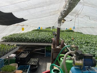 Predám Planty - 3