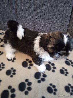 Psy shih-tzu - 3